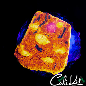 INDO RAINBOW CHALICE
