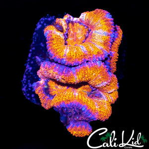 WHITE STRIPE ACAN QUAD