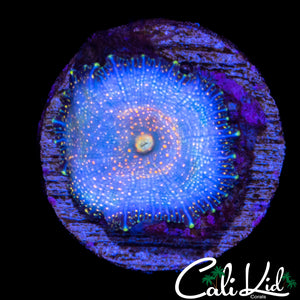 STARRY NIGHT DISCO SHROOM