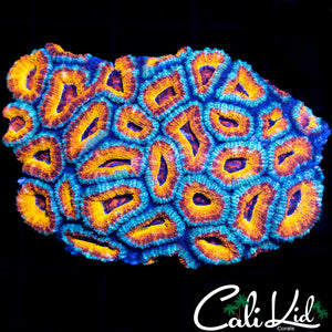 RAINBOW LEOPARD ACAN COLONY