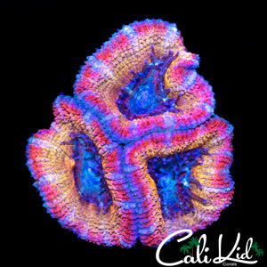 RAINBOW ACAN TRIPLE