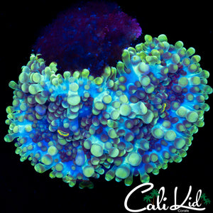 PPE RICORDIA DOUBLE