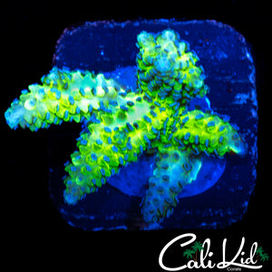 RARE AUSSIE BIRDSNEST FRAG