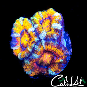 WHITE STRIPE ACAN TRIPLE