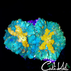 CANDY APPLE RHODACTIS DOUBLE