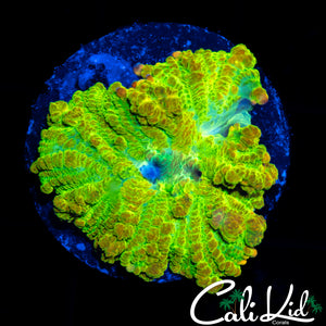 CK OG RAINBOW BOUNCE RHODACTIS
