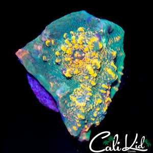 GOLDEN SWIRL CHALICE