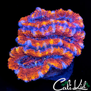 RAINBOW ACAN TRIPLE
