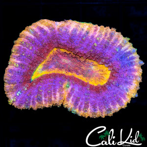 RAINBOW PASSION LOBO
