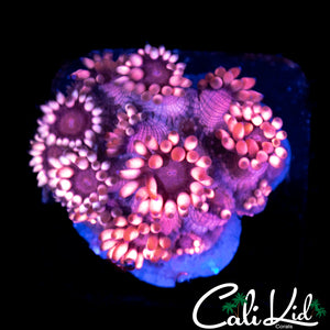 HYPER PINK GONI