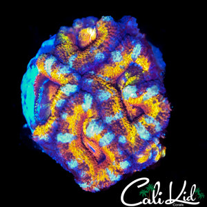 ULTRA RAINBOW ACAN MINI COLONY