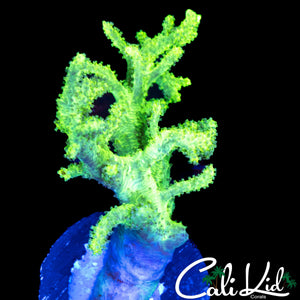 AQUACULTURED ECTOMORPH SINULARIA