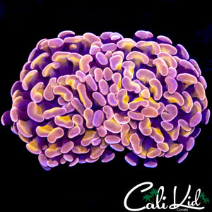 PURPLE / GOLD BRANCHING HAMMER