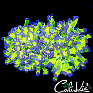 OG PURPLE / GREEN FROGSPAWN