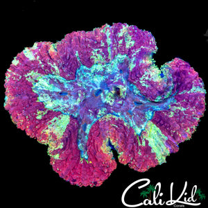 PAINT SPLATTER SYMPHYLLIA