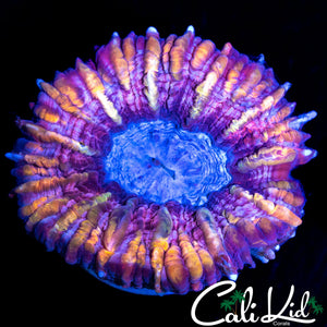 INSANE COLORS INDOPHYLLIA