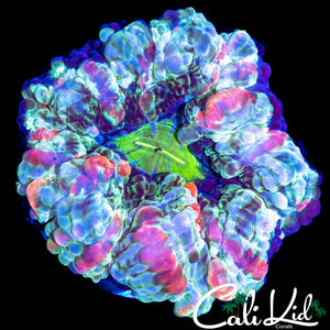 RARE "5" COLOR INDOPHYLLIA