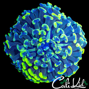 SPLATTER BRANCHING HAMMER