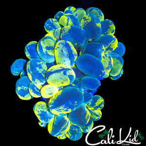 SUPER COOL SPLATTER BUBBLE