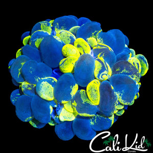 MARBLE SPLATTER BUBBLE