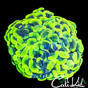 SUPER BRIGHT BRANCHING SPLATTER HAMMER