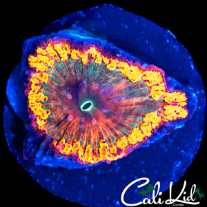 RAINBOW MORPH INDO BLASTO