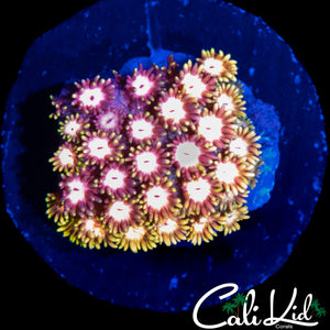 RAINBOW FIREWORKS GONI