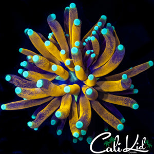 BEAUTIFUL TIGER TORCH