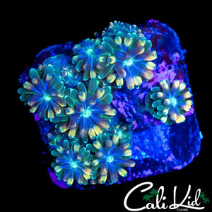 CK KALEIDOSCOPE GALAXIA