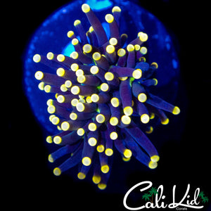 AQUACULTURED MYSTERY TORCH