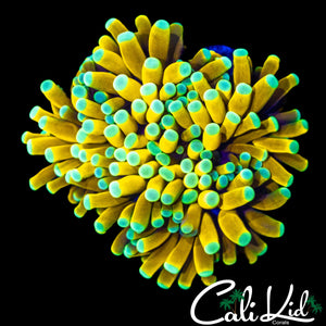 TEAL TIP BANANA TORCH