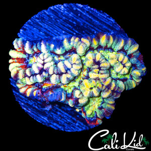 ULTRA RAINBOW WILSONI