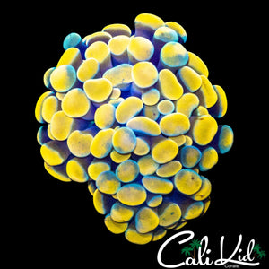 ULTRA RAINBOW BRANCHING HAMMER