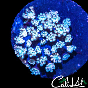 MYSTERY ALVEOPORA