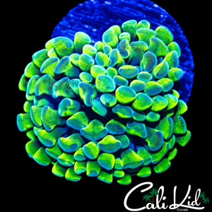 ULTRA BRANCHING HAMMER