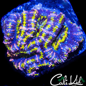 PINK STRIPE ACAN MINI COLONY