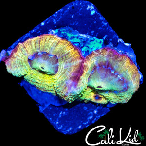 ULTRA BOWERBANKI DOUBLE