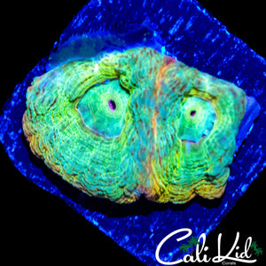 ULTRA BOWERBANKI DOUBLE