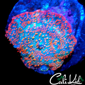 RARE RAINBOW DISCO SHROOM