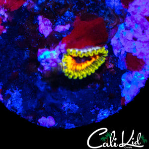 HALLUCINATION ZOA