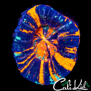 TRI COLOR / AMAZING PATTERN SCOLY