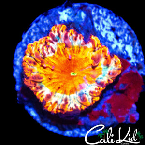 BRIGHT GOLDEN RIM BLASTO