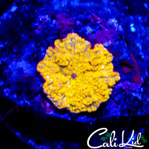 MYSTERY MUSHROOM