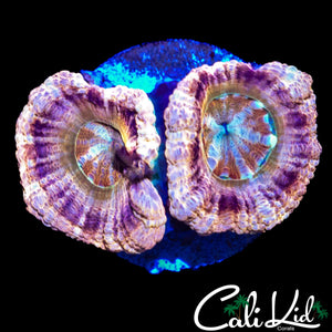 RARE ASIAN ACAN DOUBLE