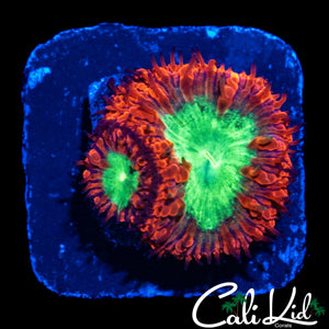 TRI COLOR BLASTO DOUBLE