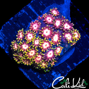 RAINBOW FIREWORKS GONI