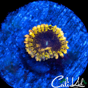 CK UNRELEASED ZOA