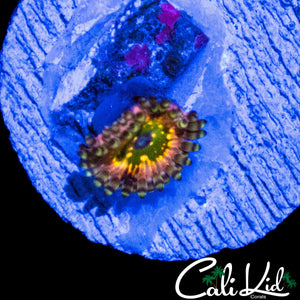 CK MONSTER INCS ZOA