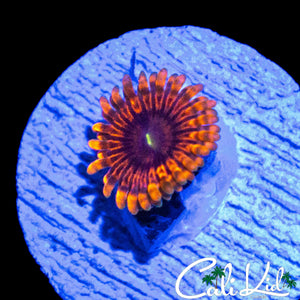 DIABLO MAUL TYPE ZOA