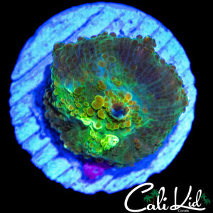 MYSTERY BUBBLE MUSHROOM